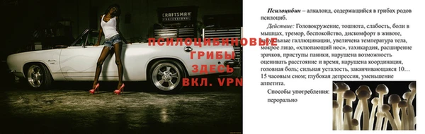 индика Новодвинск